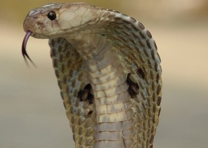 Effect Cobra
